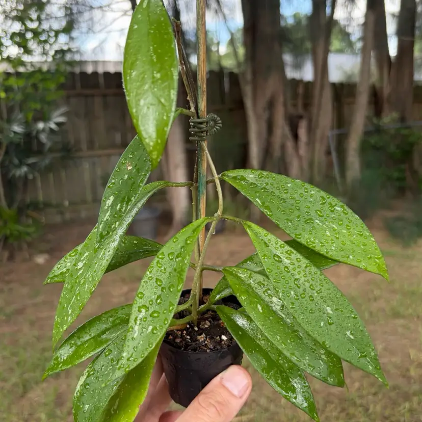 Hoya Pubicalyx