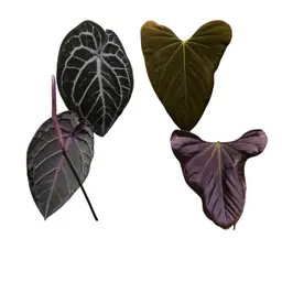 Mr. Worldwide x (Zara x Michelle)