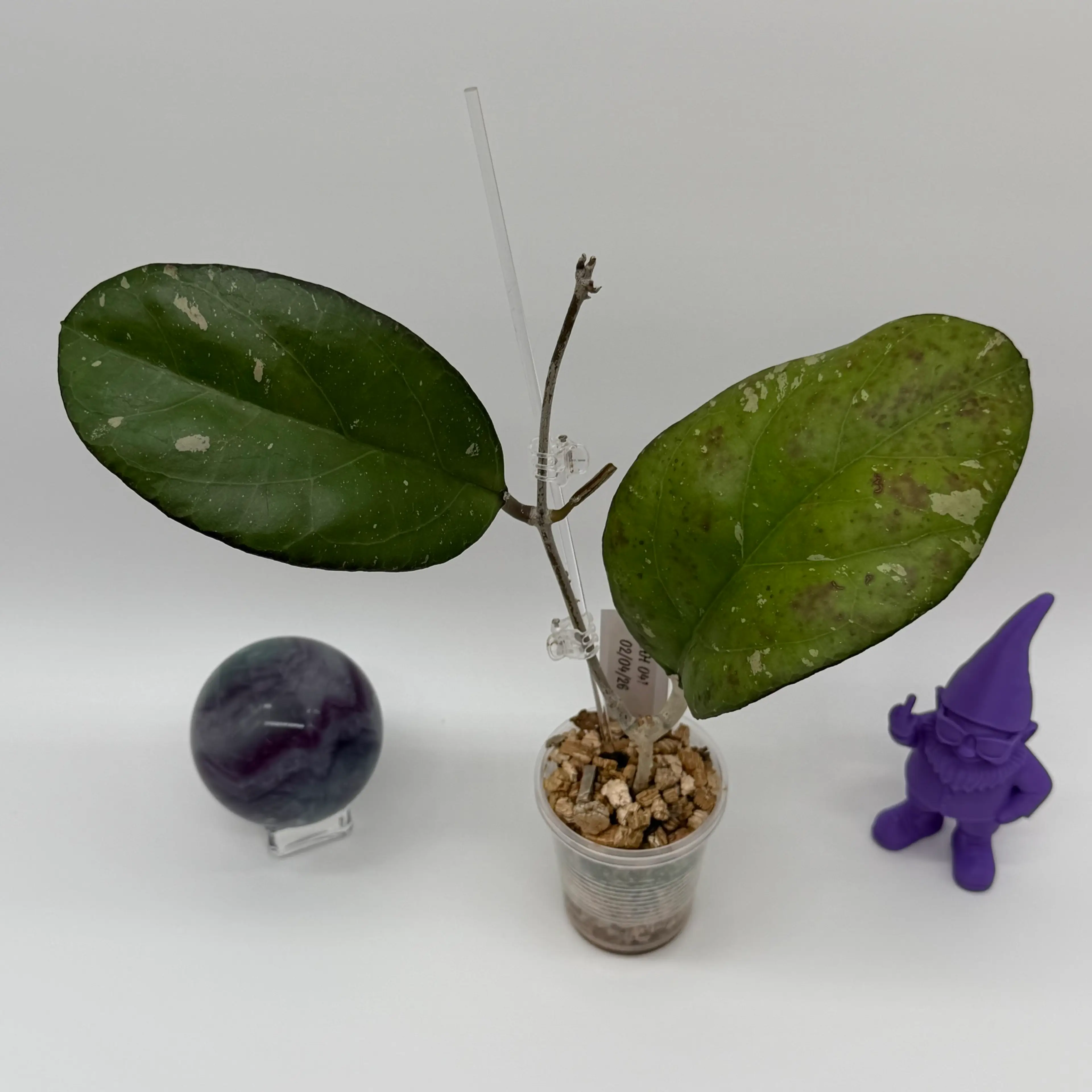 Image 2 of 2