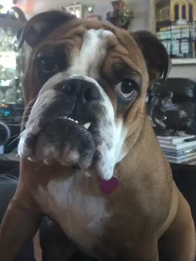 Rosey Invites To Shop Our Store. Hope To See Everyone There. Lots Of Items, Glass Collectibles Ornaments And So Much More!!!