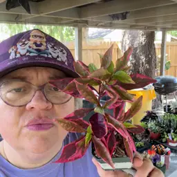 Alternantha