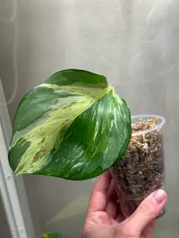 SNIPE MODE - Manjula Pothos