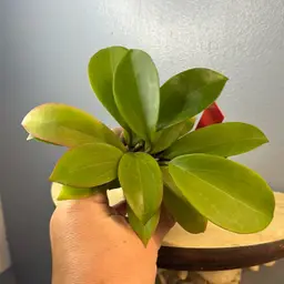 258 KGD 335 Dr ibok x unk