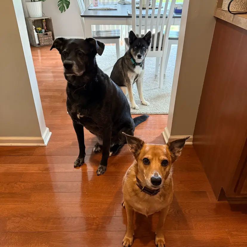 Treats For The Doggos