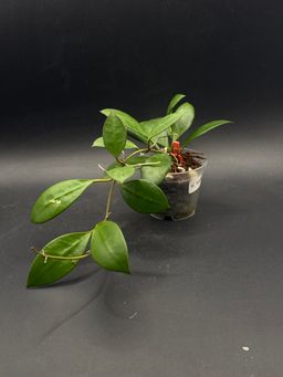 Hoya RHM 030-11