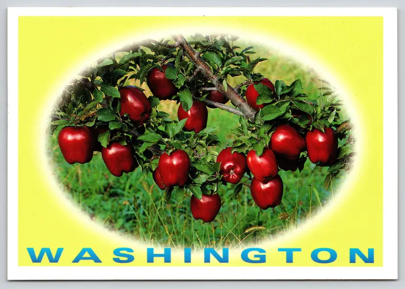 Postcard Red Delicious Apples Washington Apple Orchard - John Marshall - 15047