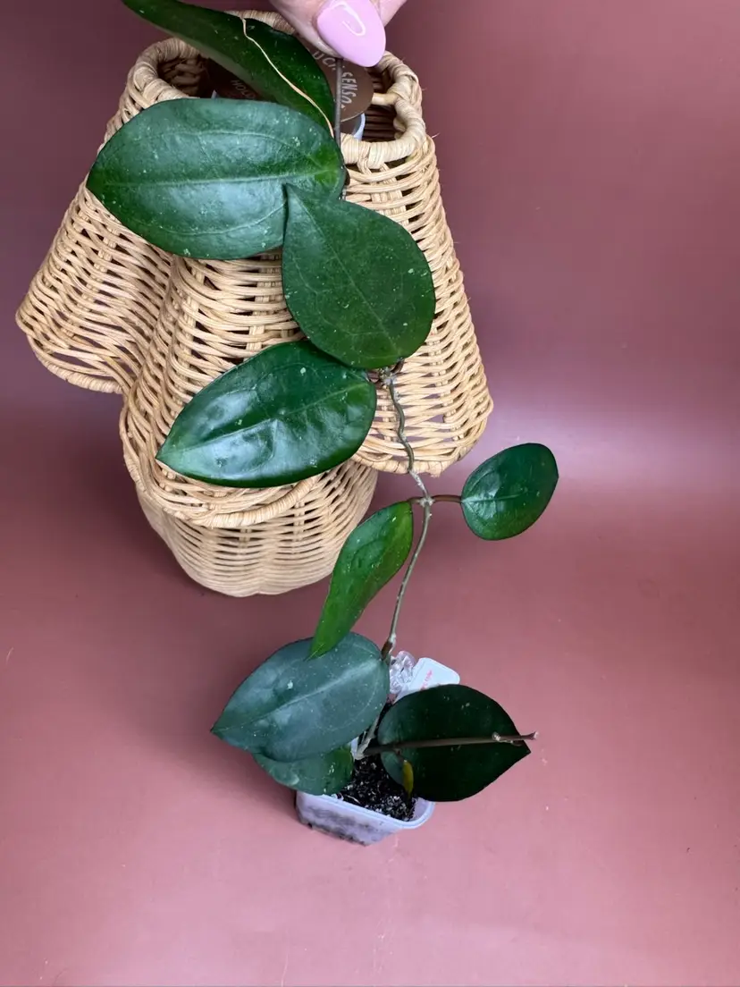 Hoya cv Eloisa GTX-05 (elliptica x erythrina Nara)