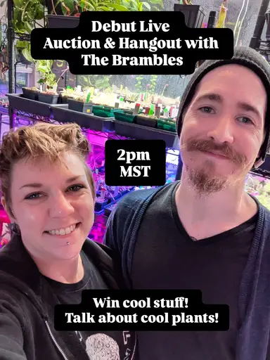 Debut Live - Pings n Things