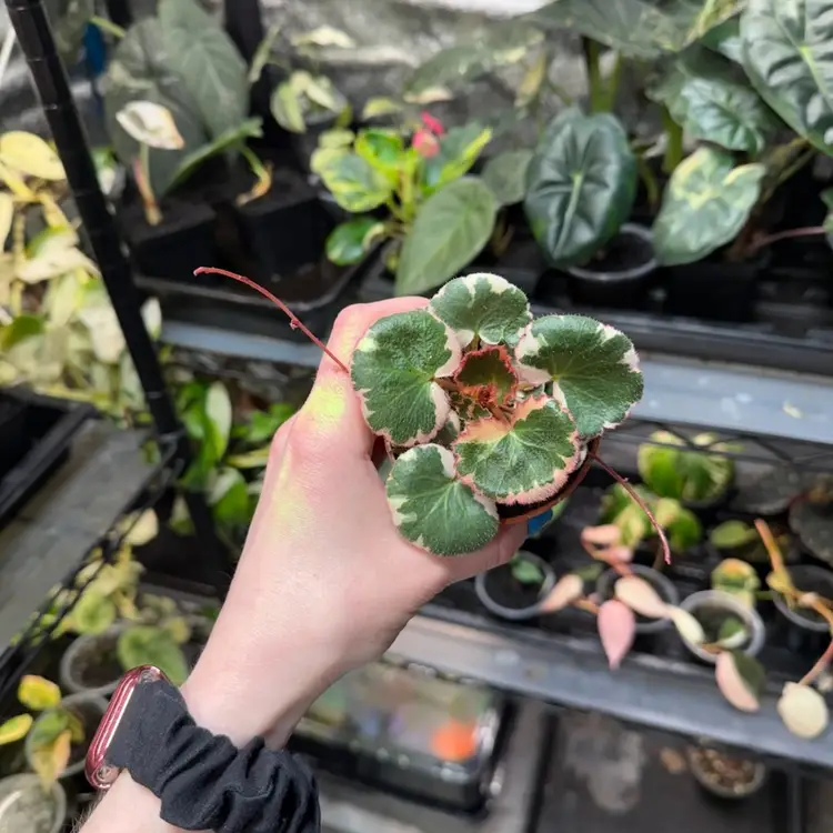 Begonia Strawberry Variegated