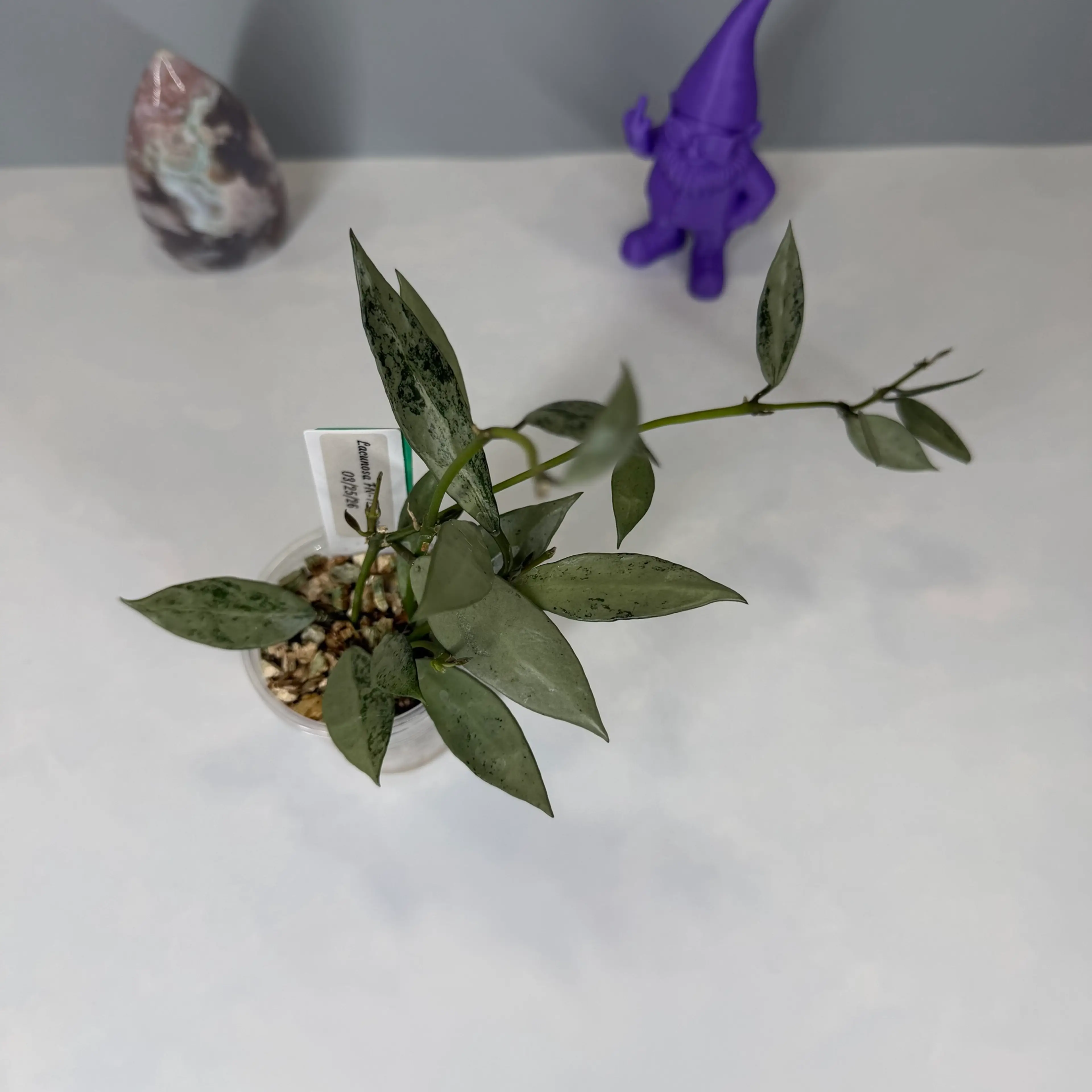 Image 2 of 2