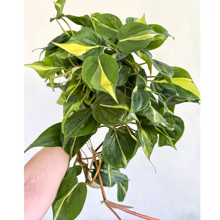 6” Philodendron ‘Brasil’