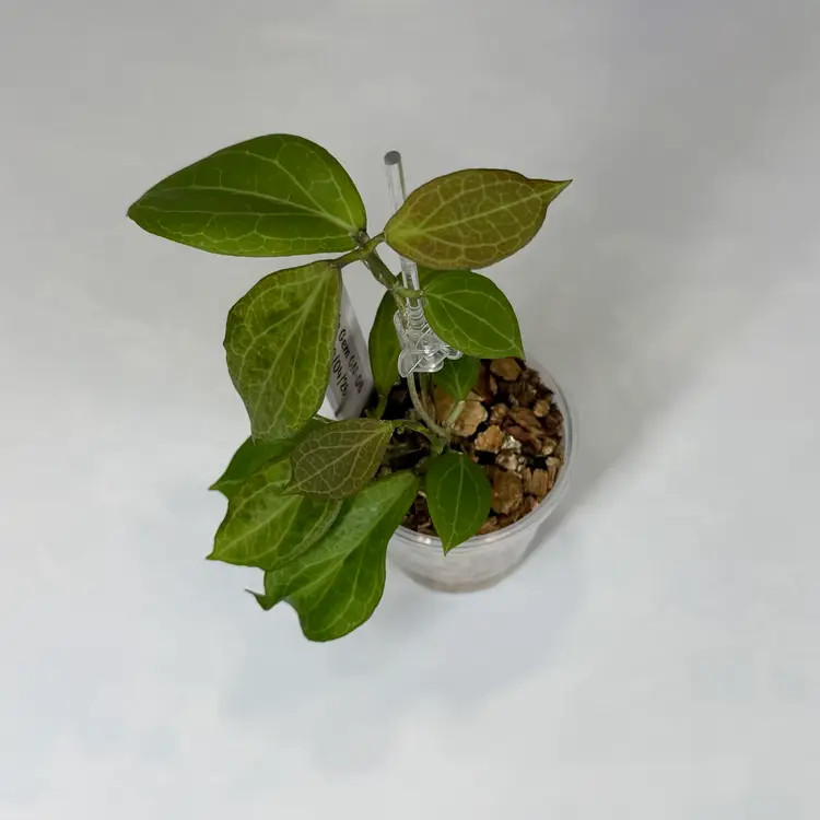 I51 Little Gem GN-06 (Salmonea x suspected sp. UT-039 (Flores Island))