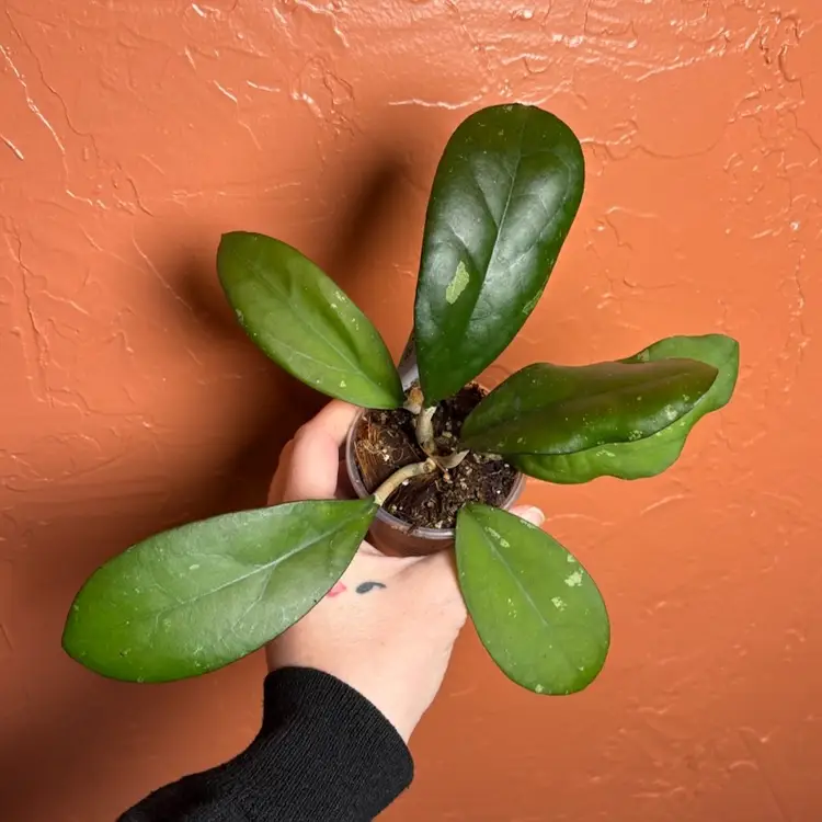 766 Hoya KRB-BAS 1123-70 (leoensis x unk)