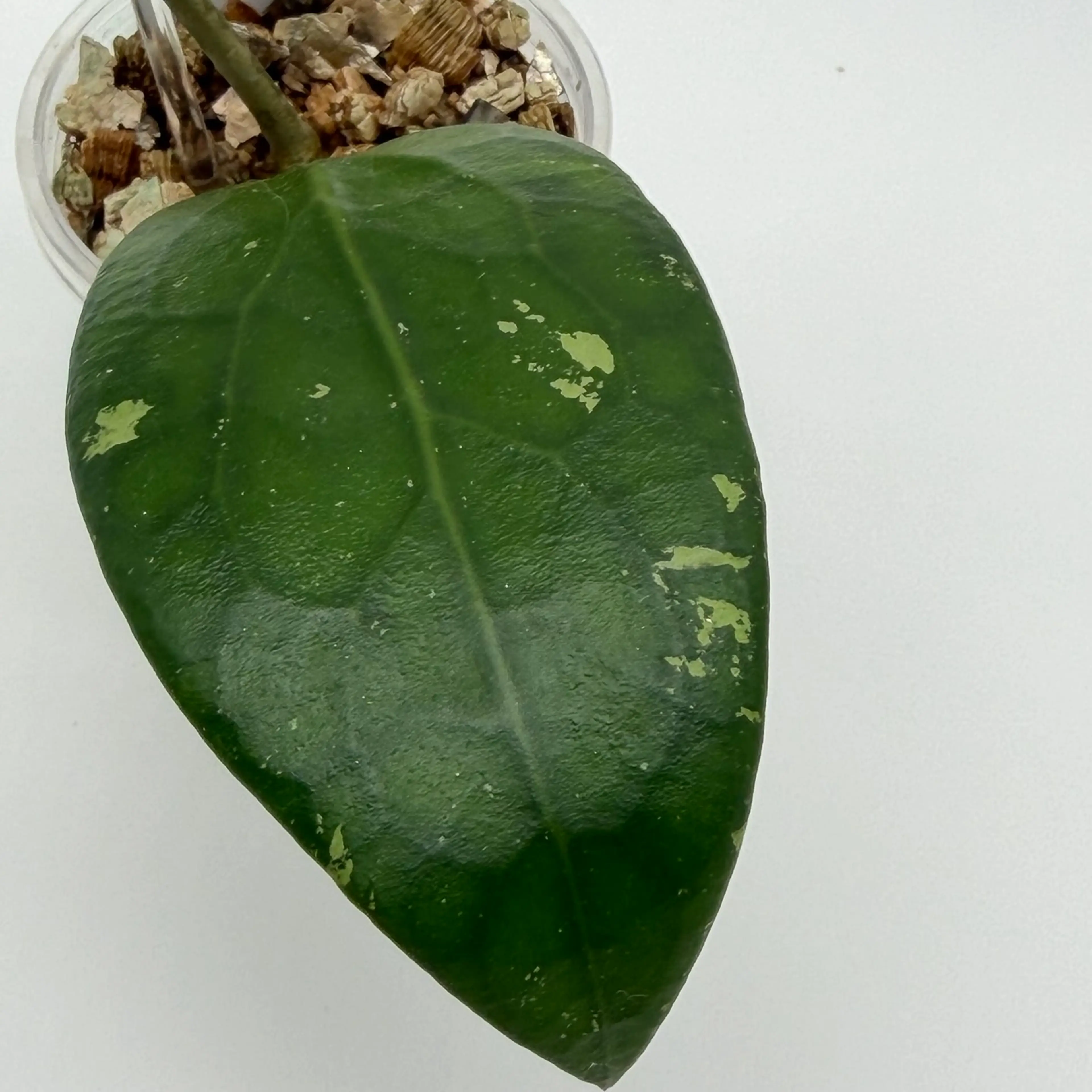 Image 3 of 7