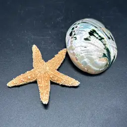 Abalone Shell And Starfish