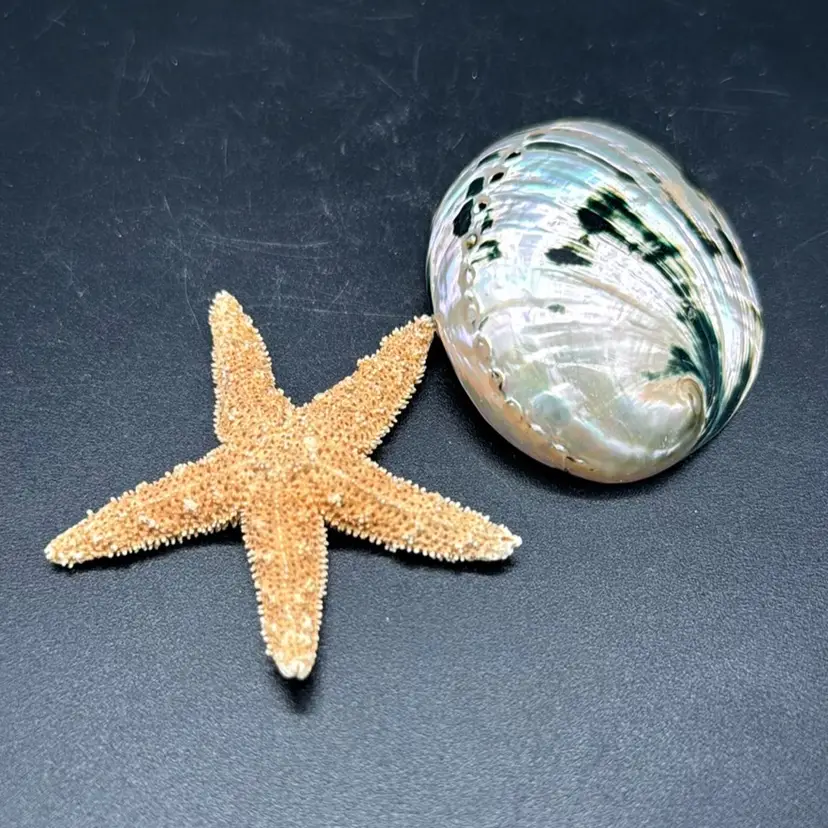 Abalone Shell And Starfish