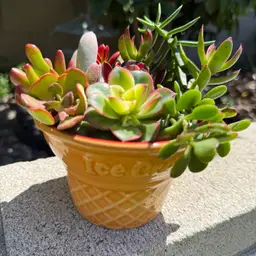 You Scream I Scream Ice Cream Planter