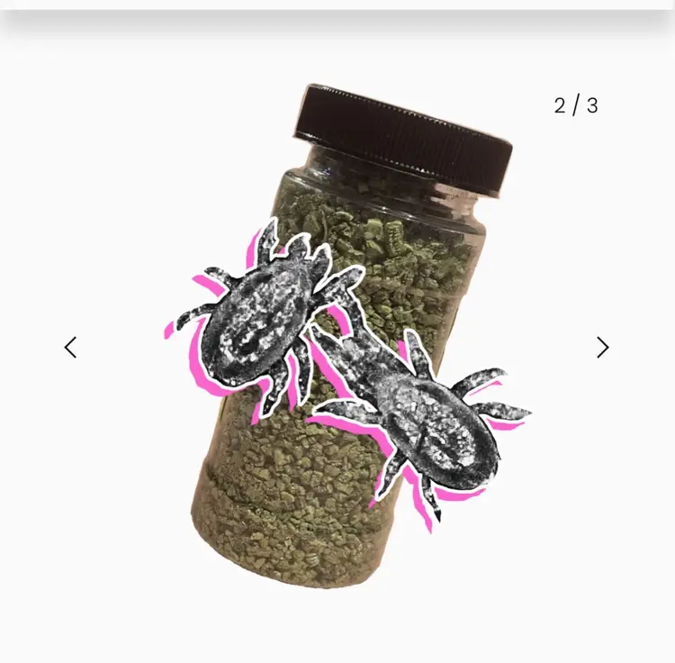 Californicus Mites 5k Bottle