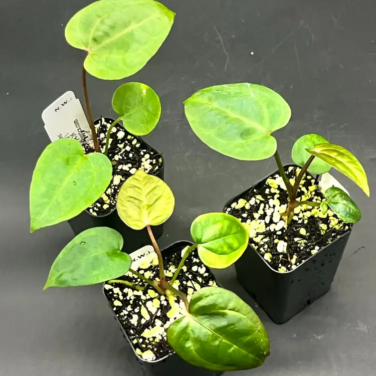 123D - GC - ‘Ace Of Spades’ X (‘Zara X Michele’)