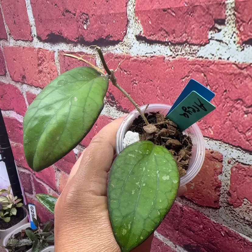 91 Hoya 'Areya'.
