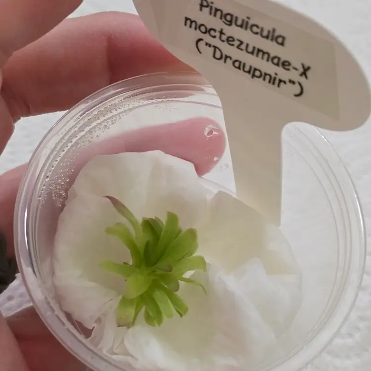 Pinguicula moctezumae- X ("Draupnir")