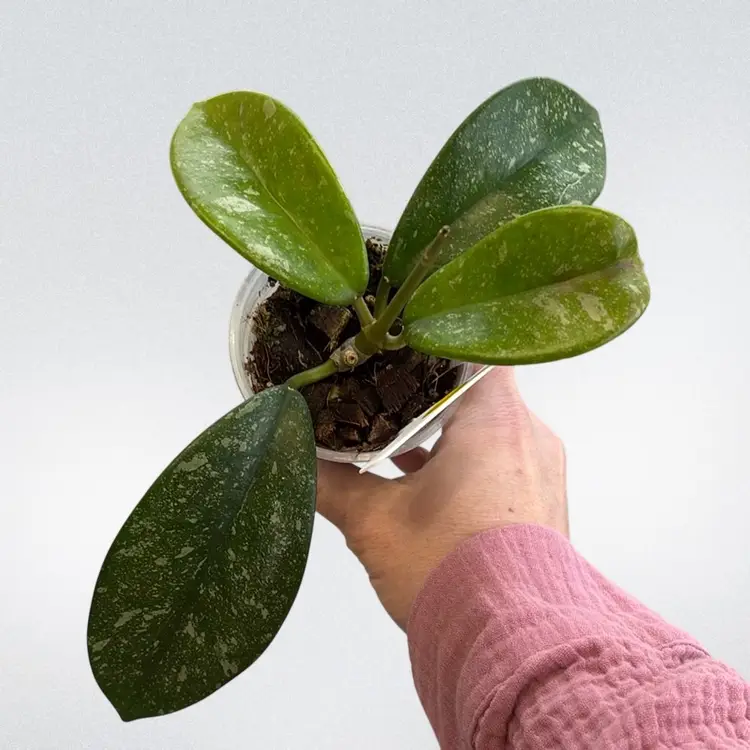 Hoya MA19 (grower’s choice)