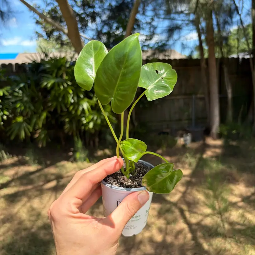 Philodendron Burle Marx