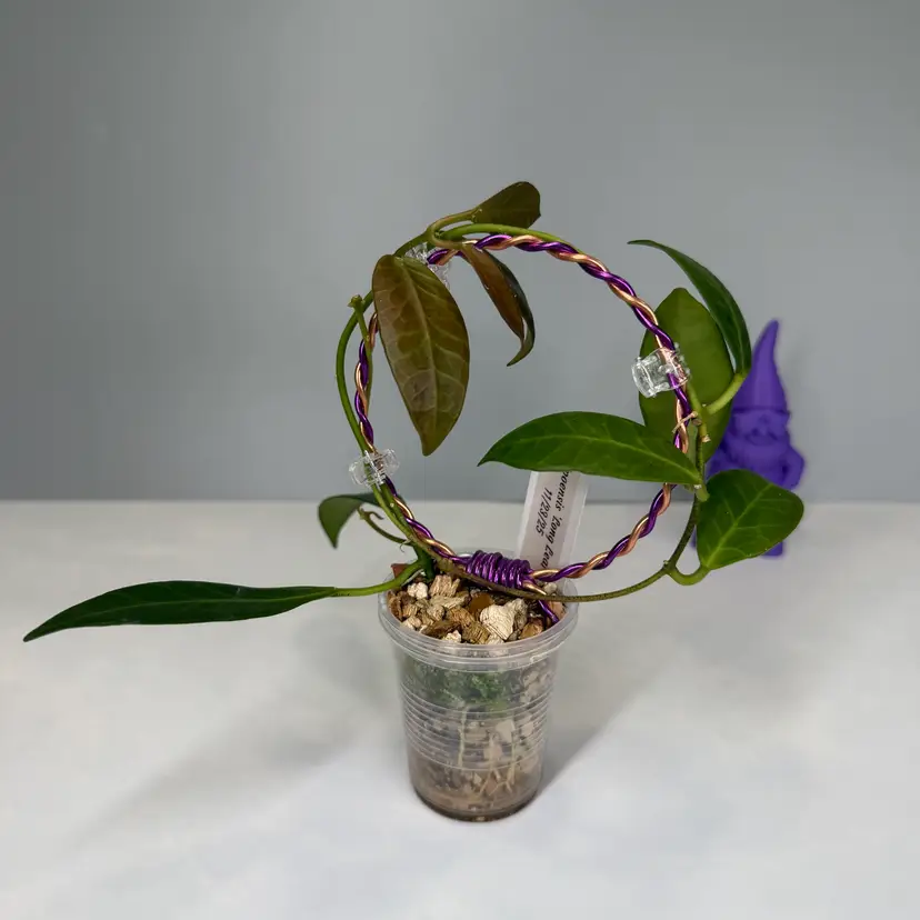 I01 Apoensis (Long Leaf)