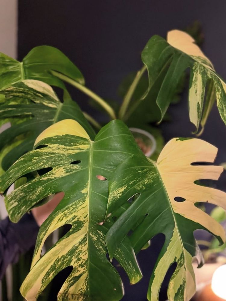Thursday Evening Plant Sale 