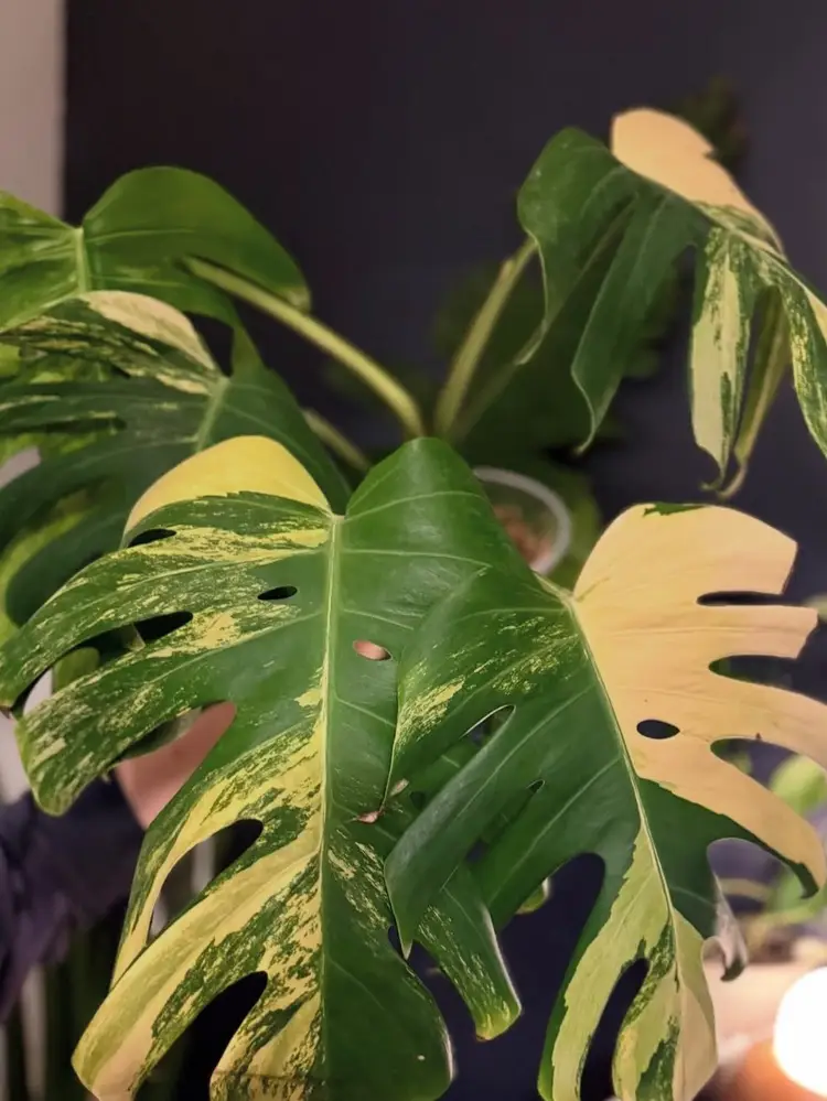 Thursday Evening Plant Sale 