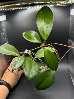 Hoya LP001 (Jennifer x Erythrina)