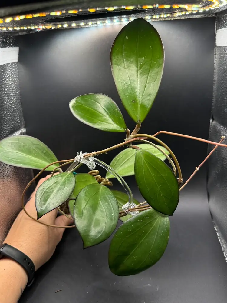 Hoya LP001 (Jennifer x Erythrina)