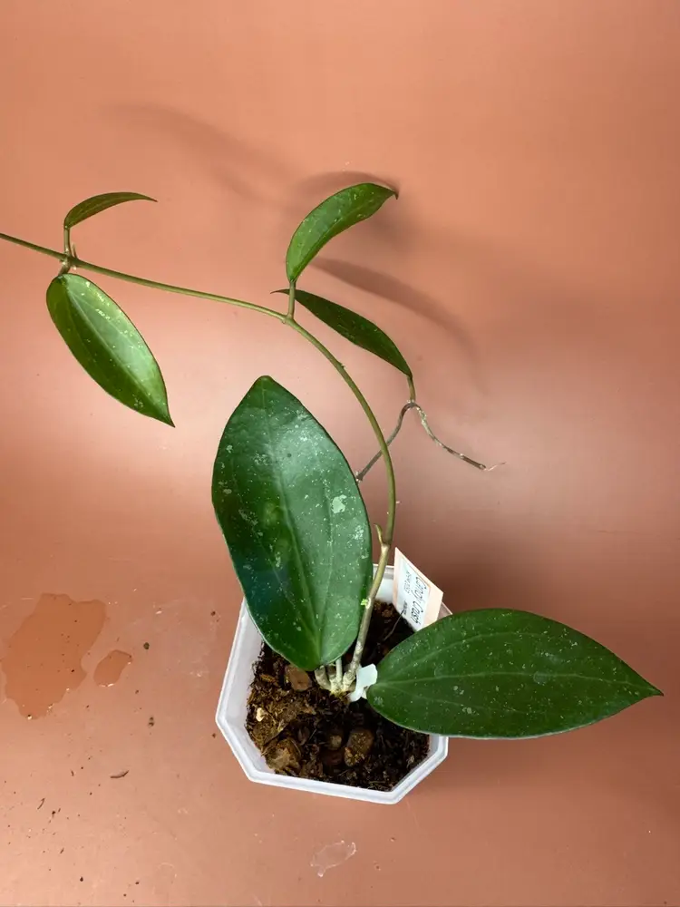 #3682 Candy Crush 😻