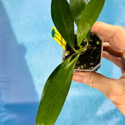 345 Hoya LP 014 (H. erythrina x H. estrellaensis)