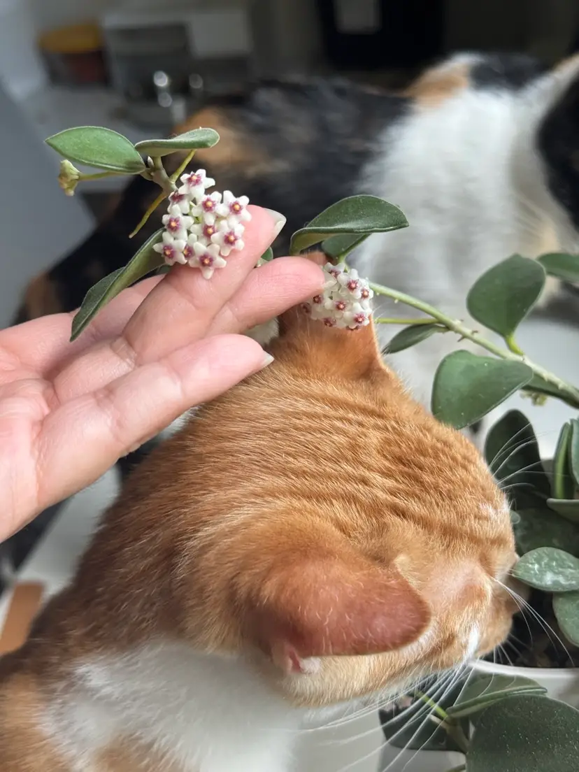 Livestream thumbnail