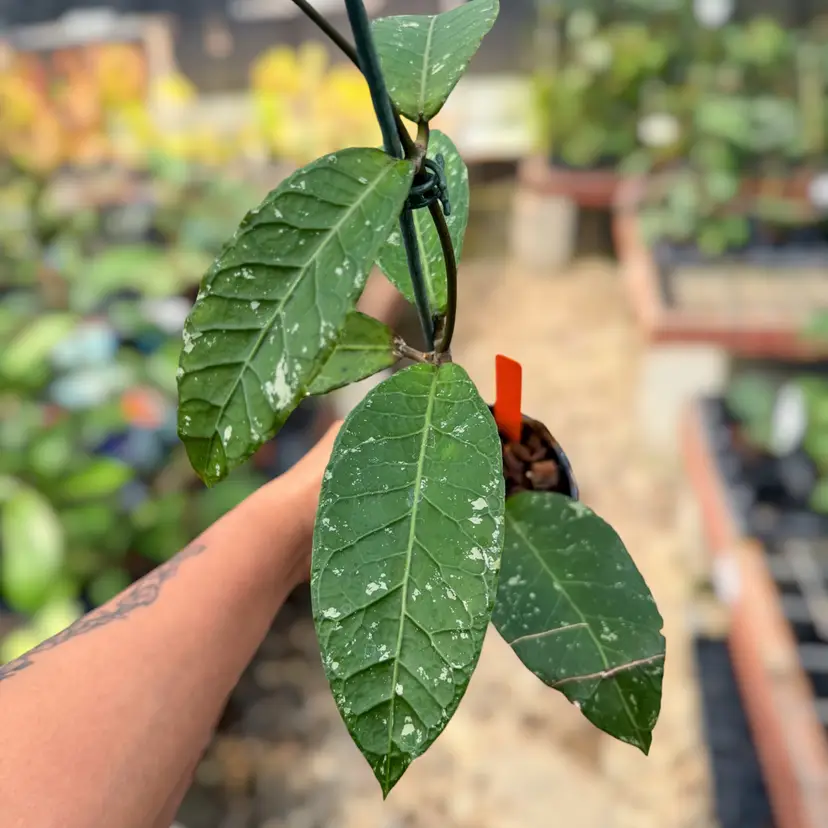 PS0536 - Hoya sp. (Aceh No.6)