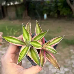 Agave Lophantha Quadricolor