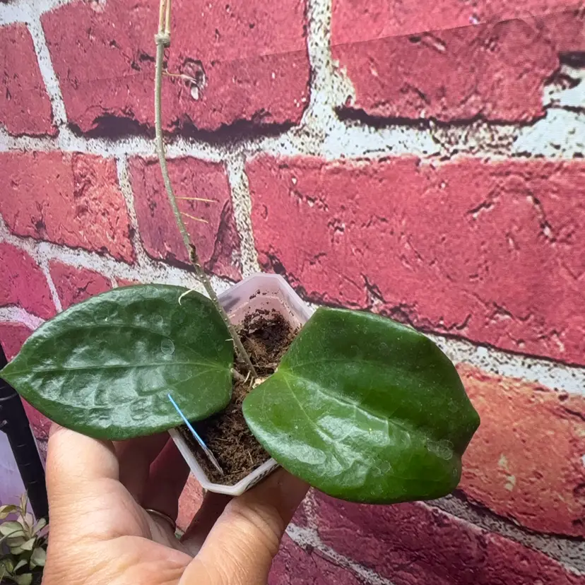 97 Hoya ut246
