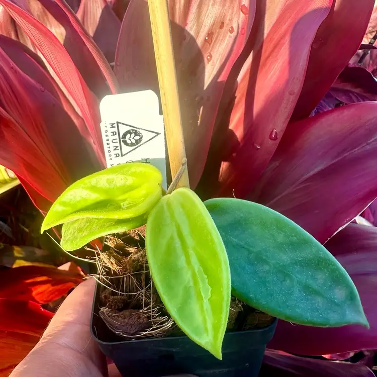 Hoya vangviengiensis