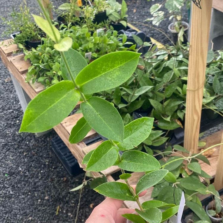 Densifolia