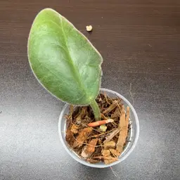 266 Calycina Stargazer