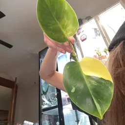 White Knight Aurea Tri