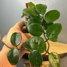 259 RHM 2598 Leland Joseph x unk