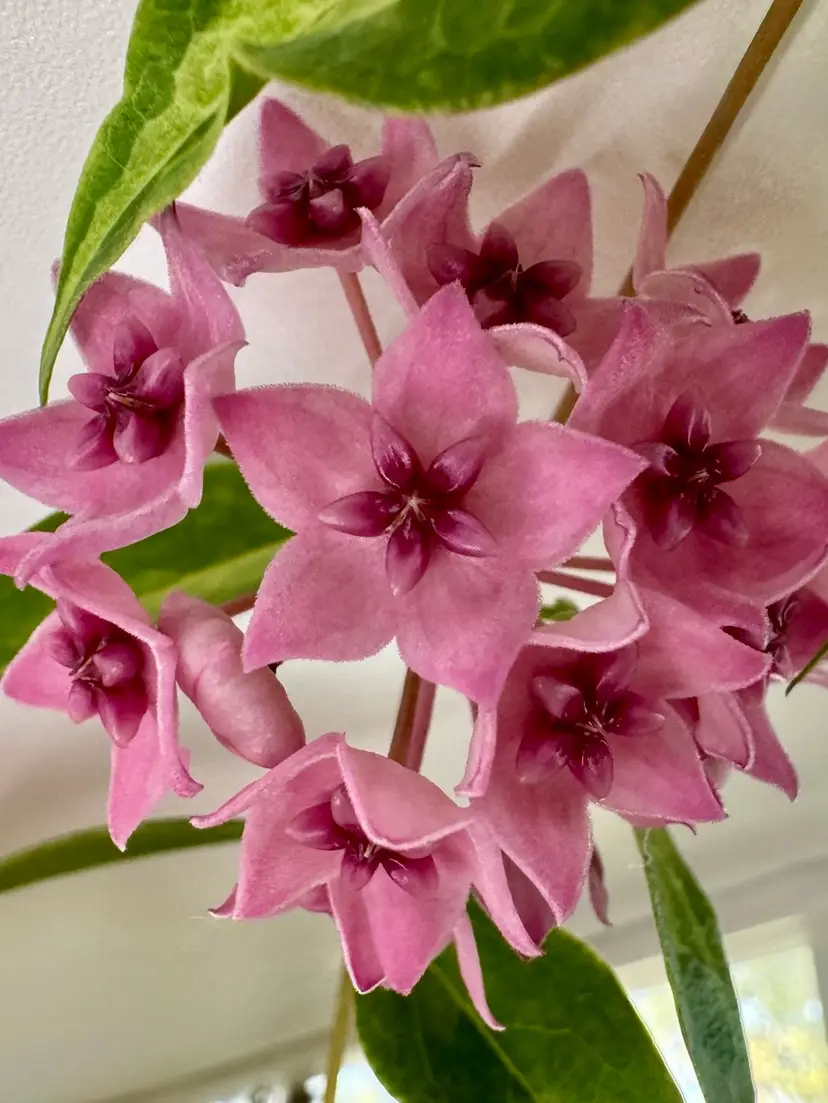 Livestream thumbnail