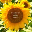 sunflowervalleydeals