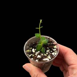 Chinghungensis variegated