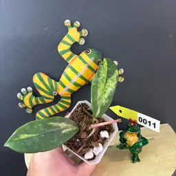 11	Hoya diversifolia 'Maharani'