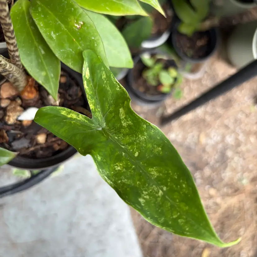 Alocasia Tigrina Variegated