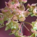 pacificnwplantlady