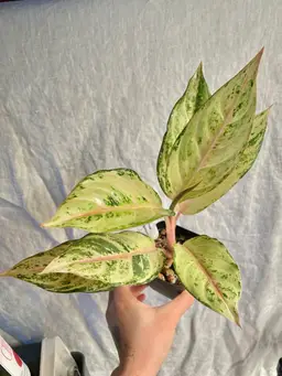 aglaonema lucky